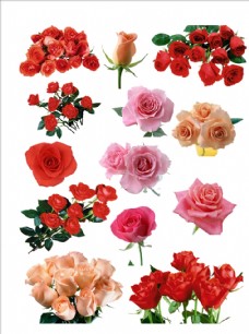 情人节底纹玫瑰花玫瑰玫瑰花素材