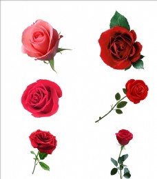 红色花朵玫瑰花