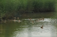 自然生态生态放养海鸭自然放养鸭子家禽