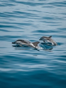 海洋生态海洋波浪海豚自然生态背景素材