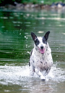 宠物狗猎犬戏水