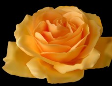 喷绘黄玫瑰 多层玫瑰 黄色