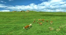 自然风光图片草原牛群