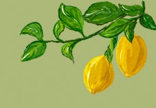 柠檬插画