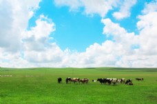 天空草原牛群