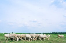 天空草原羊群
