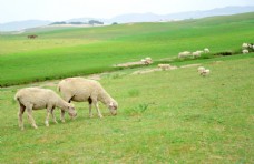 天空草原羊群