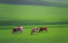 自然风光图片草原牛群