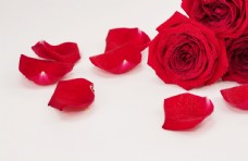 玫红色玫瑰玫瑰花瓣