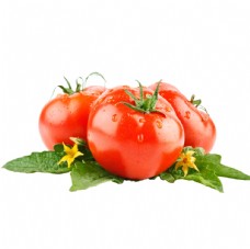 其他生物西红柿