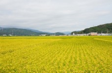 景观水景稻田