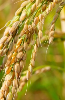 小麦稻穗
