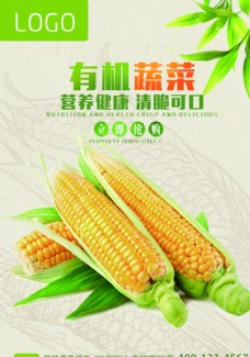 蔬菜营养有机蔬菜玉米海报