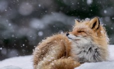 狐狸野生动物雪花背景
