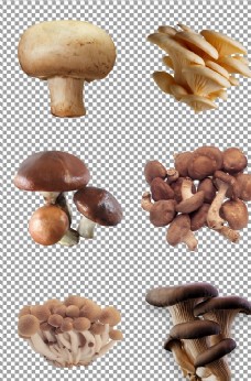 光滑设计新鲜光滑蘑菇
