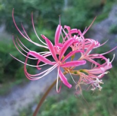 地狱花图片免费下载 地狱花设计素材大全 地狱花模板下载 地狱花图库 图行天下素材网