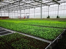 现代化农业大棚温室