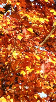 多彩的背景秋季森林