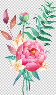 彩绘水彩手绘花卉花朵植物