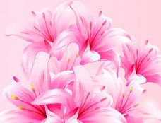 水仙花百合花粉红色花朵