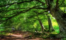 树木自然风景树林摄影图