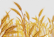 小麦麦子