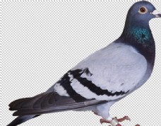 其他生物动物鸟禽鸽子图案