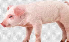粉色猪可爱动物小猪