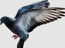 动物鸟禽鸽子图案