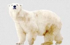 其他生物白色毛发动物北极熊