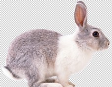 其他生物可爱动物兔子图案