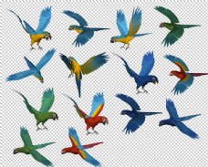 鸟类飞禽图案