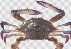 其他生物海鲜螃蟹图案
