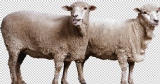 其他生物两只绵羊图案