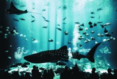 鲨鱼海底世界蝠鲼装饰图