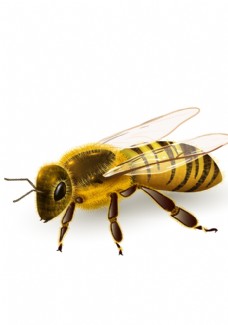 图片素材蜂蜜动物图标图形标志素材