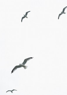 飞鸟飞翔海鸥海鸟