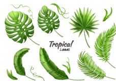 13款绿色热带植物树叶矢量素材