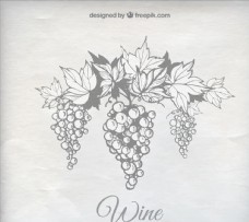葡萄酒酿酒葡萄