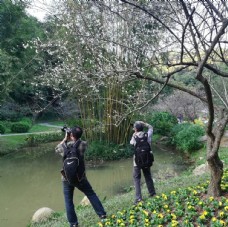 梅花树下摄影师