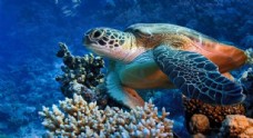 其他生物海龟乌龟自然生物生态素材