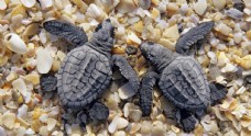 海龟乌龟自然生物生态素材