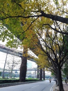 秋天树木风景
