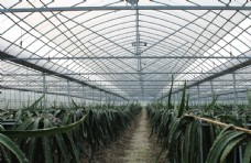 大自然连体火龙果大棚种植采摘冬晖温室