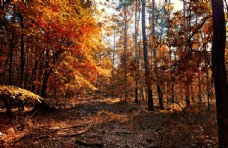 深秋的树林