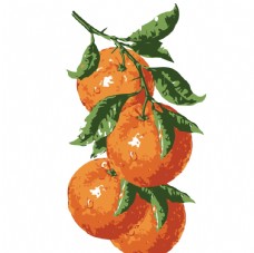 
                    橙子插图图片
