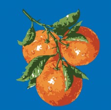 
                    橙子矢量插画图片
