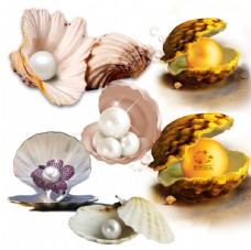 其他生物珍珠贝壳图片