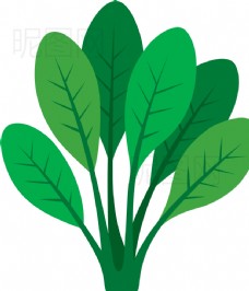 豌豆青菜图片