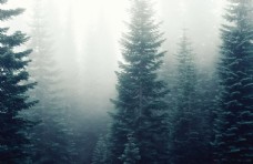 森林雾气云雾丛林背景素材